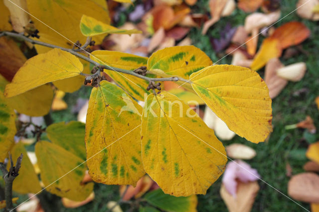 Chinese witchhazel (Hamamelis mollis)