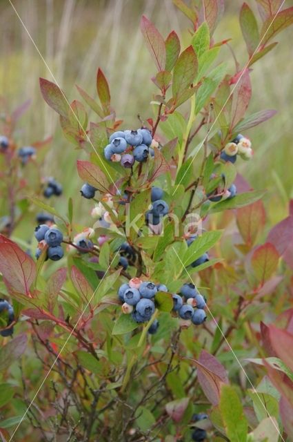 Highbush Blueberry (Vaccinium corymbosum)