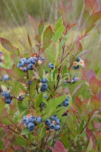 Highbush Blueberry (Vaccinium corymbosum)