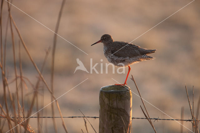 Common Redshank (Tringa totanus)