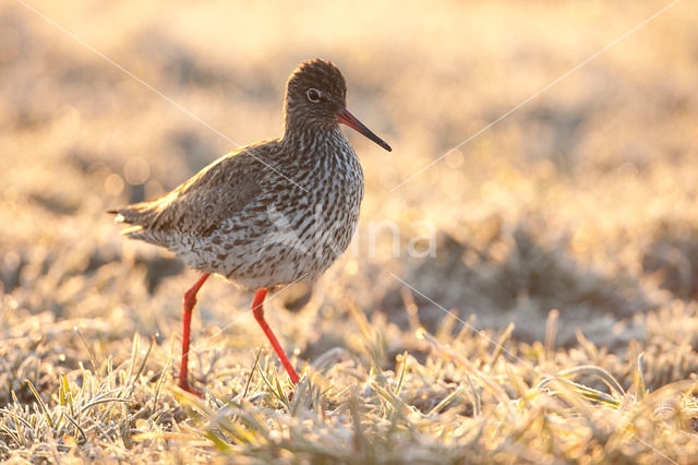 Common Redshank (Tringa totanus)