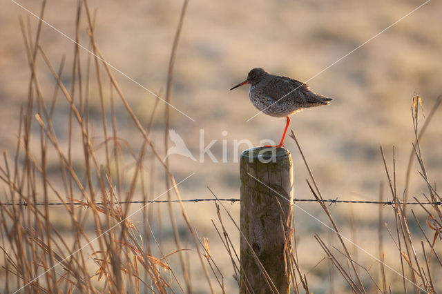 Common Redshank (Tringa totanus)