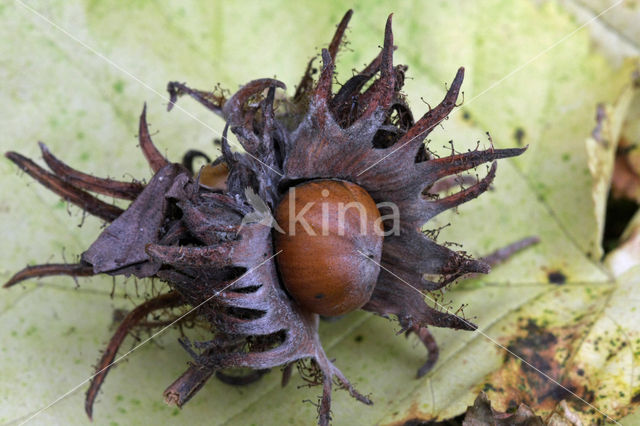 Turkish hazelnut (Corylus colurna)