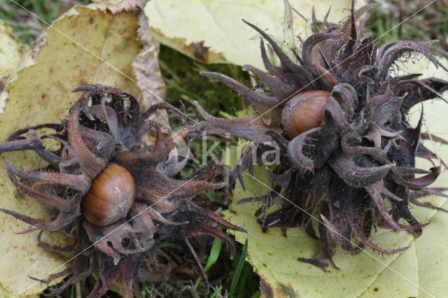 Turkish hazelnut (Corylus colurna)