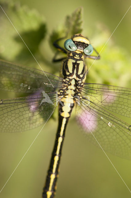 Gomphus schneiderii