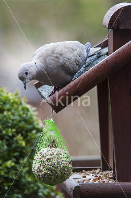 Turkse Tortel (Streptopelia decaocto)