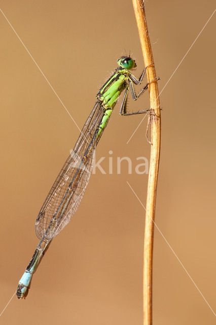 Island bluetail (Ischnura genei)