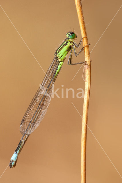 Tyrrheens lantaarntje (Ischnura genei)