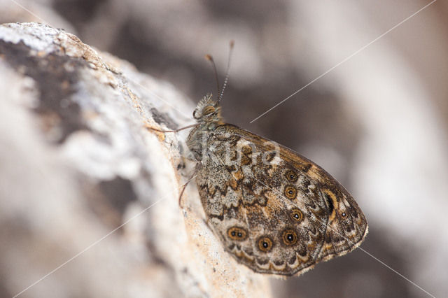 Lasiommata paramegaera