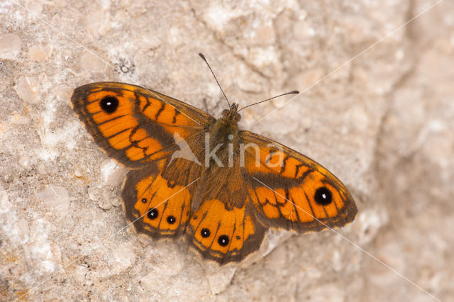 Vale argusvlinder (Lasiommata paramegaera)