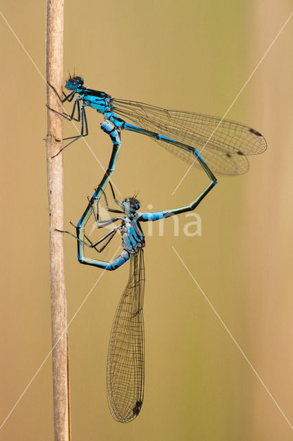Variable Damselfly (Coenagrion pulchellum)
