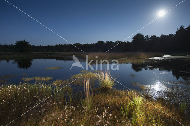 Common Cottongrass (Eriophorum angustifolium)