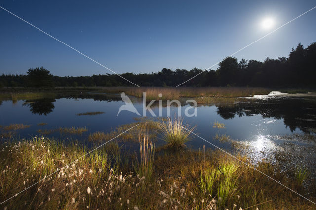 Common Cottongrass (Eriophorum angustifolium)