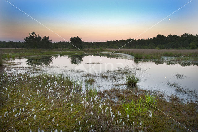 Common Cottongrass (Eriophorum angustifolium)