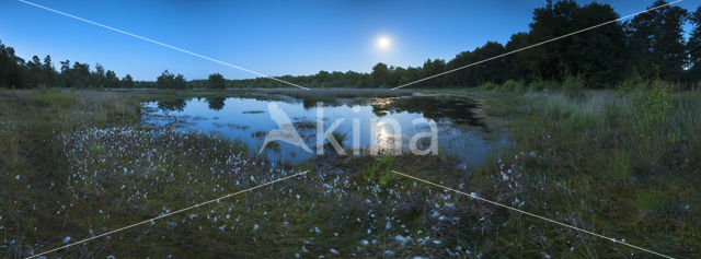 Common Cottongrass (Eriophorum angustifolium)