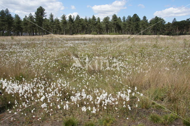 Veenpluis (Eriophorum angustifolium)