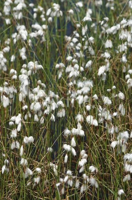 Veenpluis (Eriophorum angustifolium)