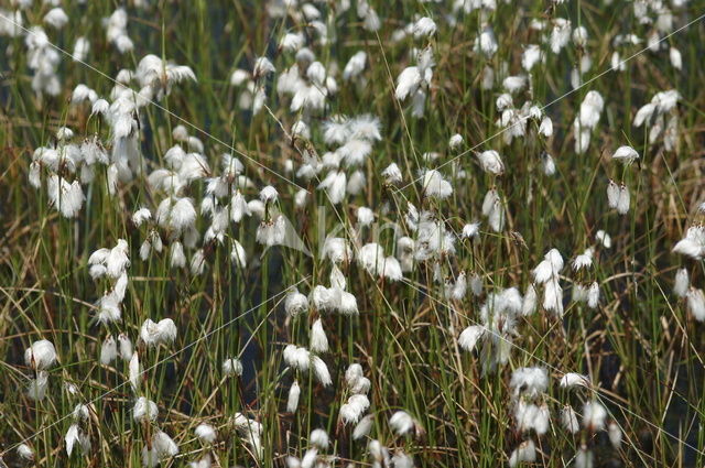 Veenpluis (Eriophorum angustifolium)