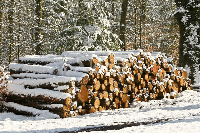 Veluwe