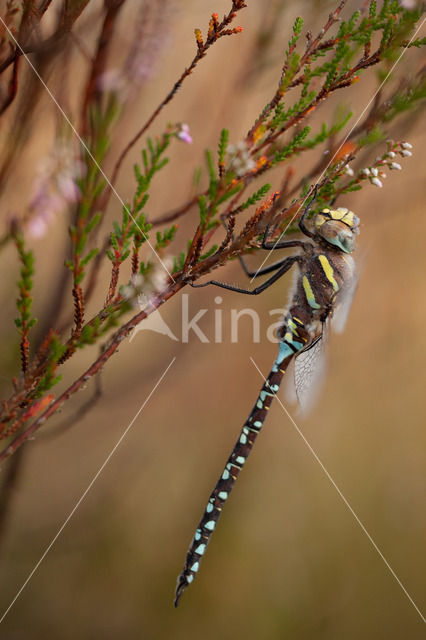 Venglazenmaker (Aeshna juncea)