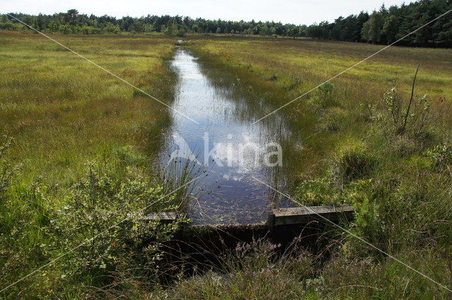 Verbrande Bos