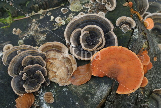 Vermiljoenhoutzwam (Pycnoporus cinnabarinus)