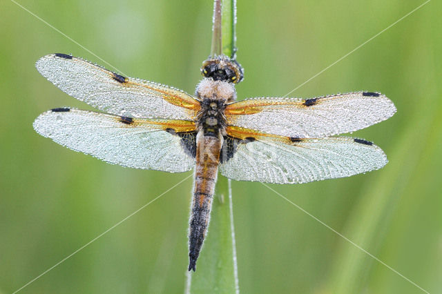 Viervlek (Libellula quadrimaculata)