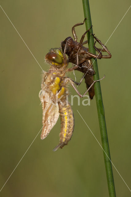 Four-spotted Chaser (Libellula quadrimaculata)