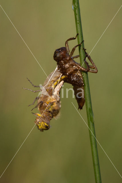 Viervlek (Libellula quadrimaculata)