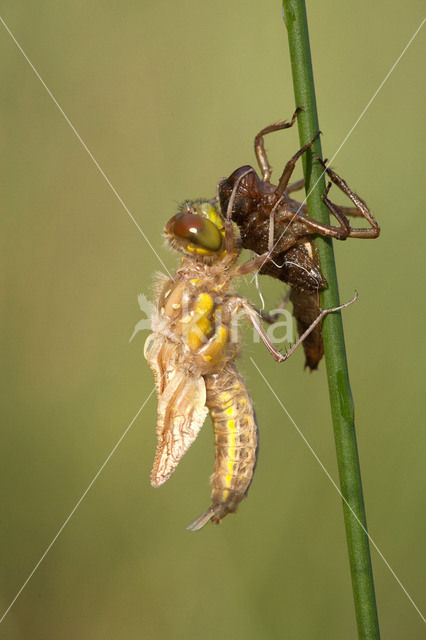 Viervlek (Libellula quadrimaculata)