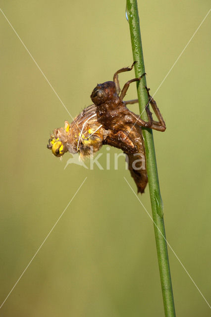 Viervlek (Libellula quadrimaculata)