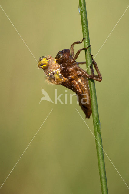 Four-spotted Chaser (Libellula quadrimaculata)