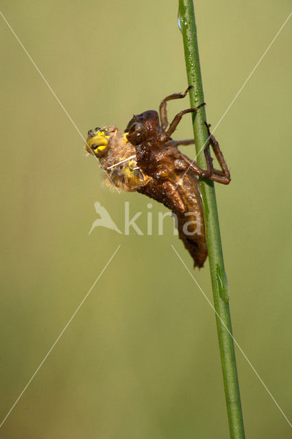 Viervlek (Libellula quadrimaculata)