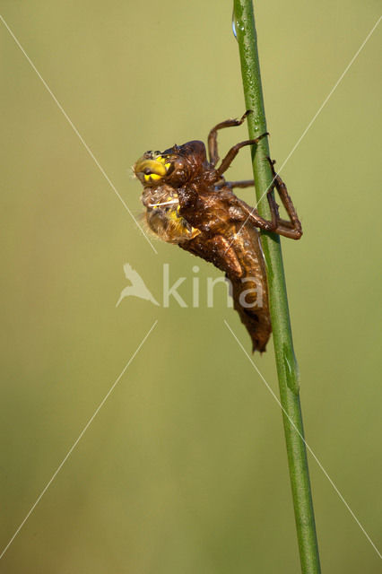 Viervlek (Libellula quadrimaculata)