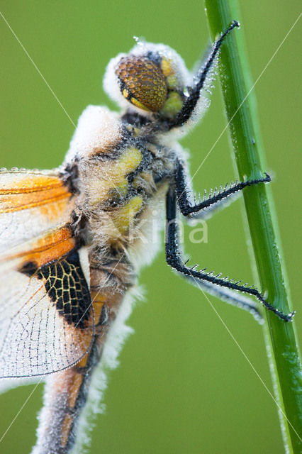 Viervlek (Libellula quadrimaculata)