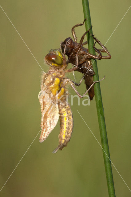 Viervlek (Libellula quadrimaculata)