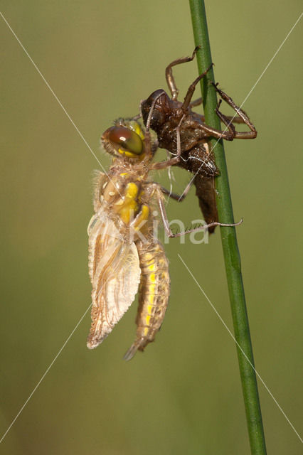 Viervlek (Libellula quadrimaculata)