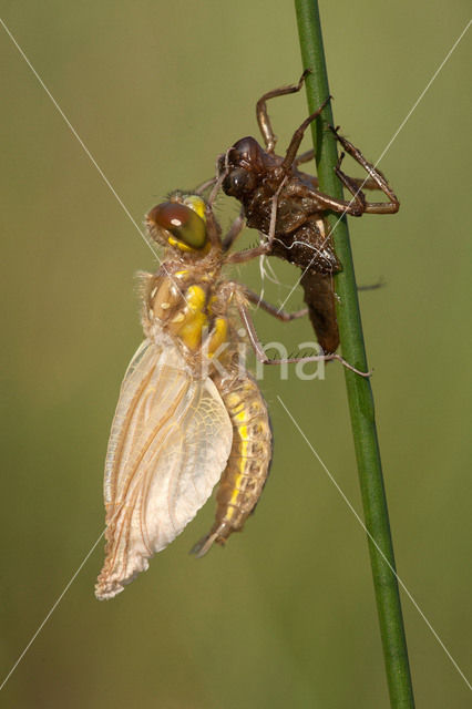 Viervlek (Libellula quadrimaculata)