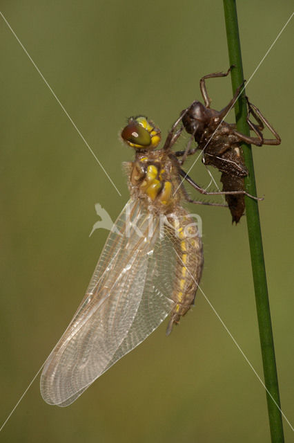 Viervlek (Libellula quadrimaculata)