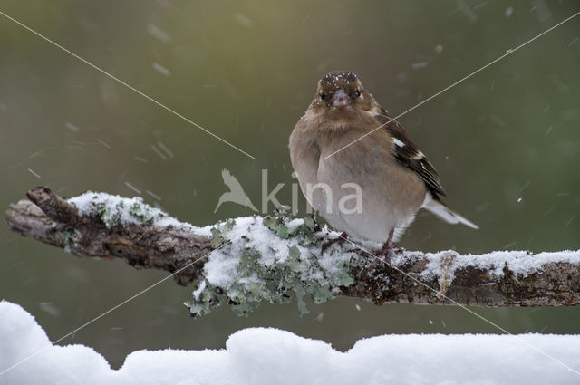 Vink (Fringilla coelebs)