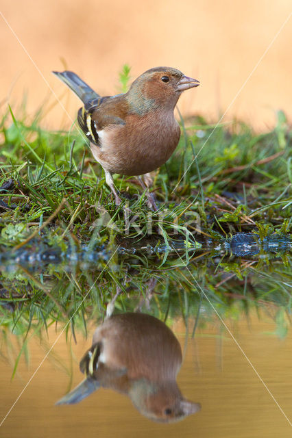 Vink (Fringilla coelebs)