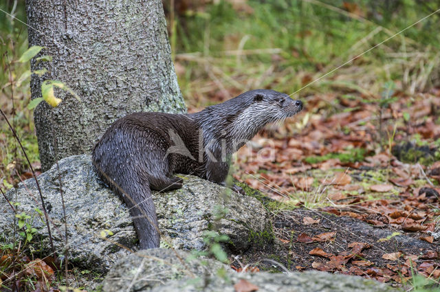 European Otter (Lutra lutra)