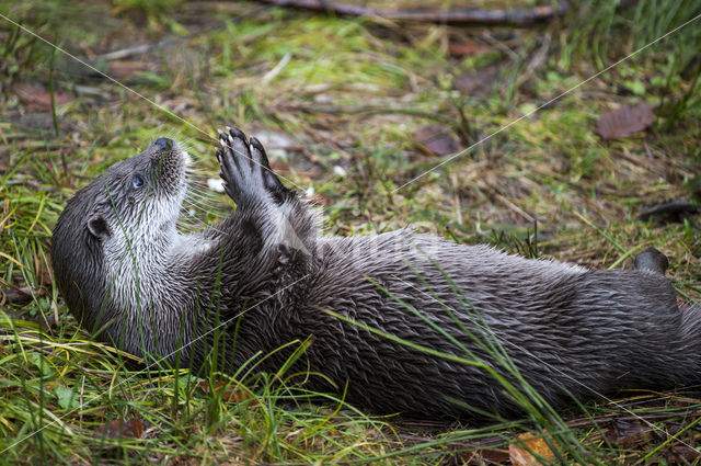 European Otter (Lutra lutra)