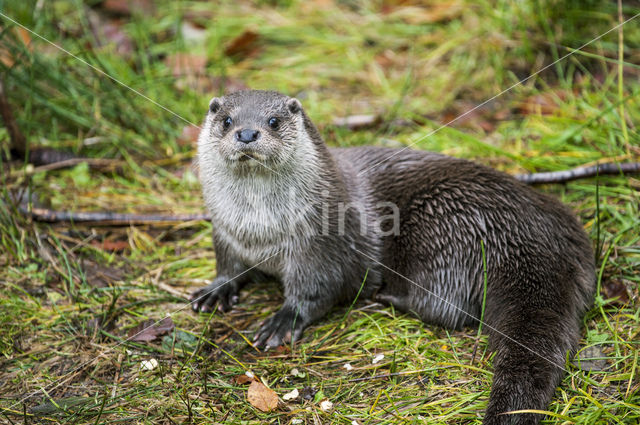 European Otter (Lutra lutra)