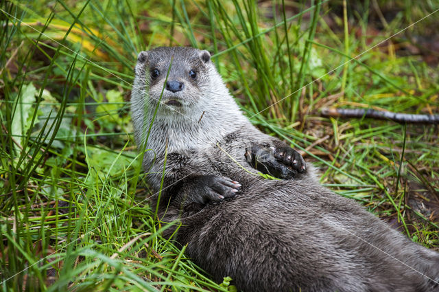 European Otter (Lutra lutra)