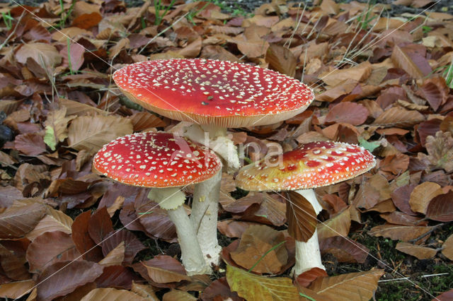 Fly agaric (Amanita muscaria)