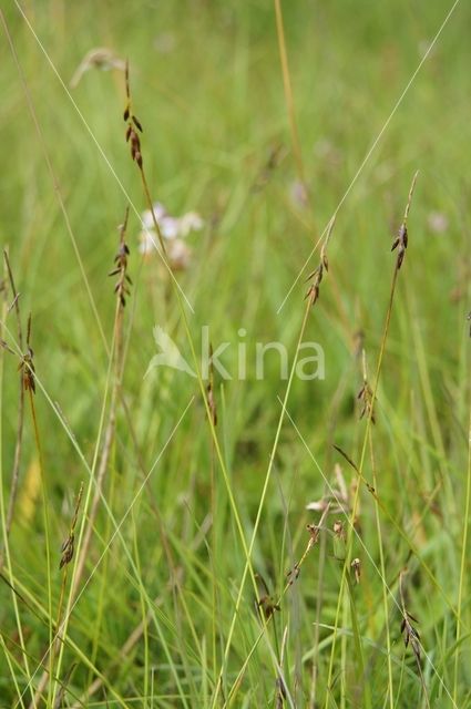 Flea Sedge (Carex pulicaris)