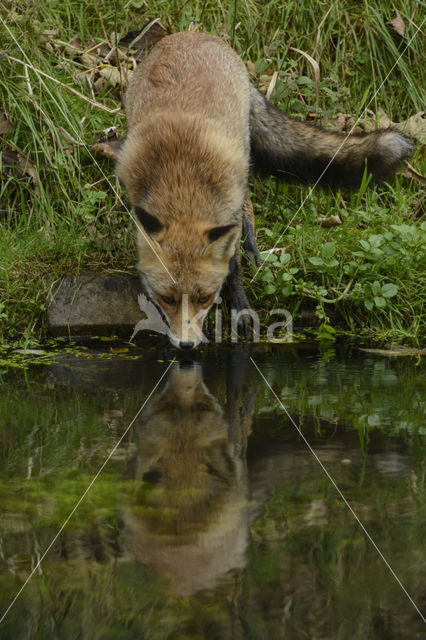 Vos (Vulpes vulpes)