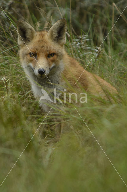 Vos (Vulpes vulpes)