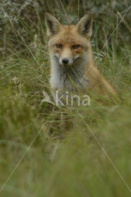 Fox (Vulpes vulpes)